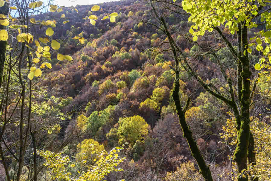 Huesca - valle de Vio 08 - bosque de la Pardina del Señor.jpg